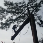 Elvis Tree Climber Extraordinaire Coupons Gallery Image